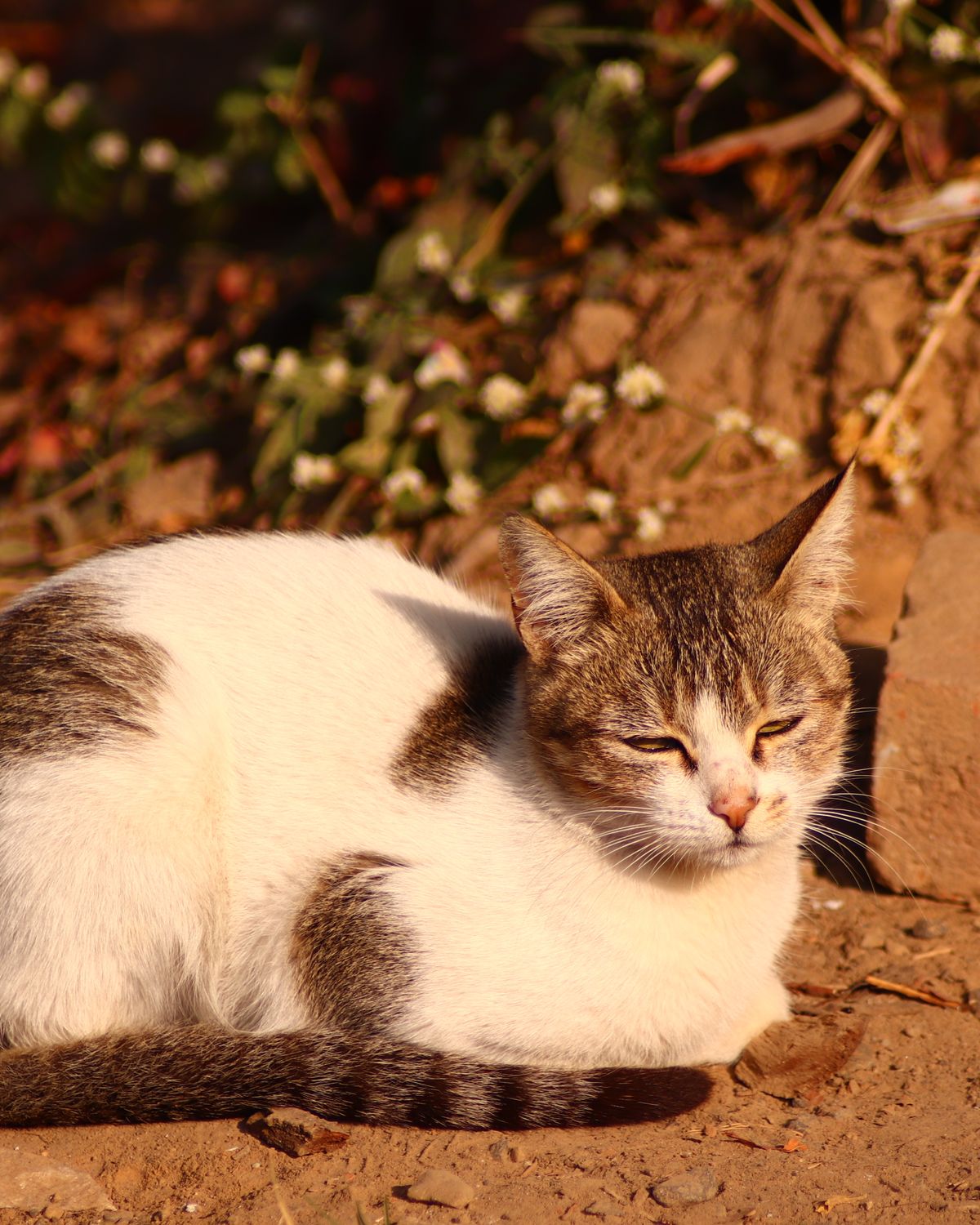 A cat dozing in warm sunlight.