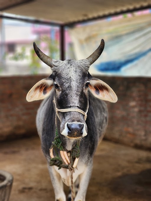 A grey bull with curved horns and a rope halter, standing in its shed.