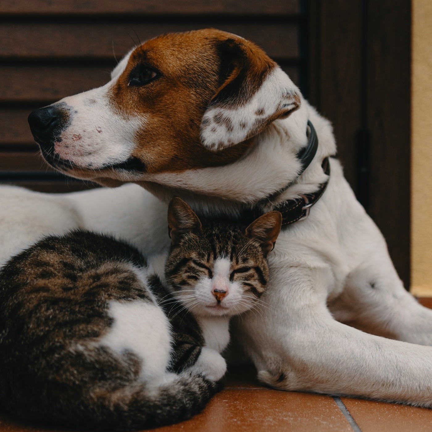 A tabby kitten dozing curled up against a white and brown dog.
