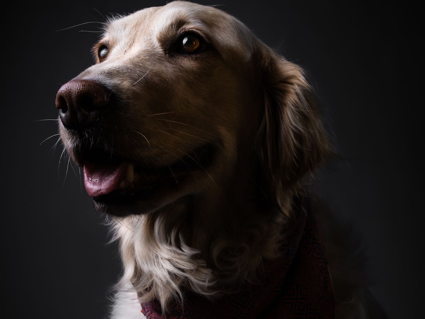 A golden retriever in soft studio light.
