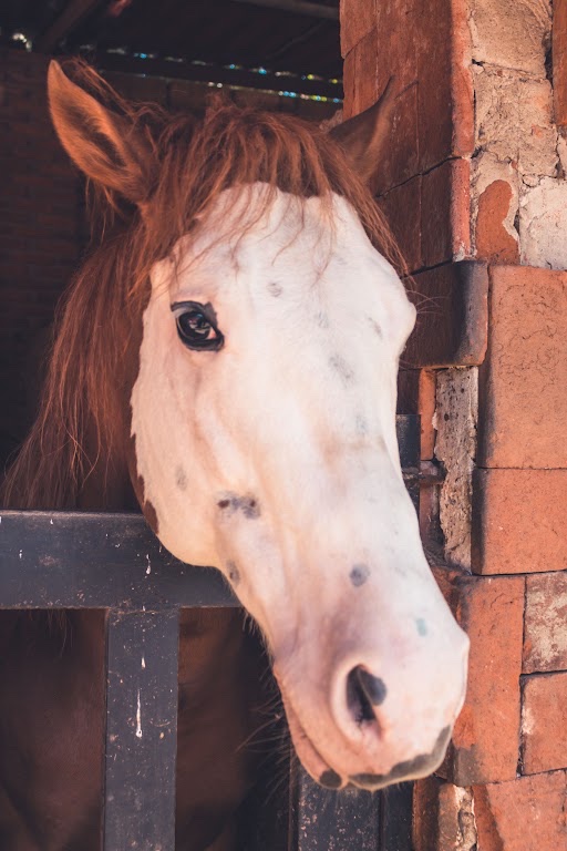 A chestnut horse with a white face looking out over its stable door.