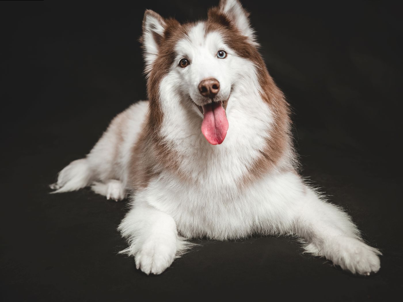 A husky resting calmly, photographed in a studio.